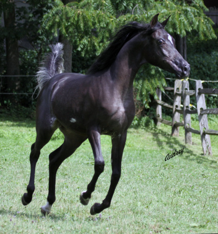 Hu Akeela at Hughes Arabians, USA