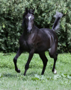 <b>Description: </b>Hu Akeela at Hughes Arabians, USA<br/><b>Copyright: </b>Photo by Audrey