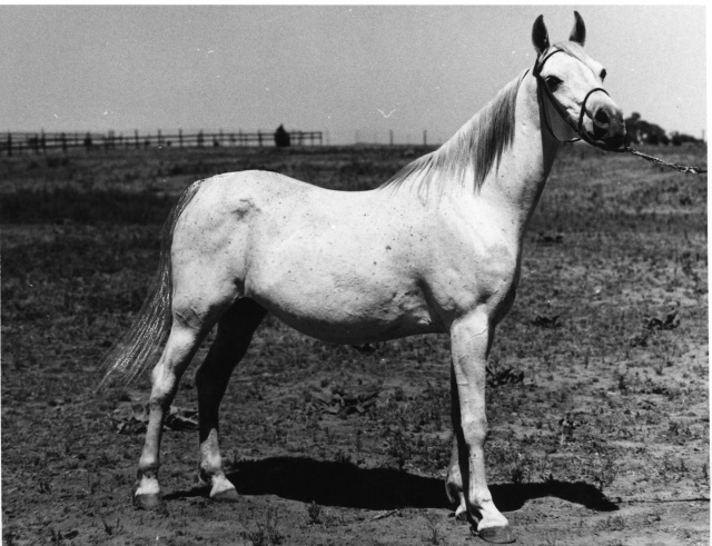 Ansata BintMisuna (Nazeer x Maysouna) 1957 Hadbah Enzahiyah