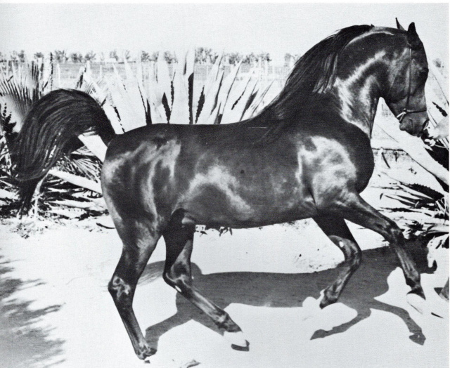 CHAR ECHO    Negem x Sirhabba by Sirecho
