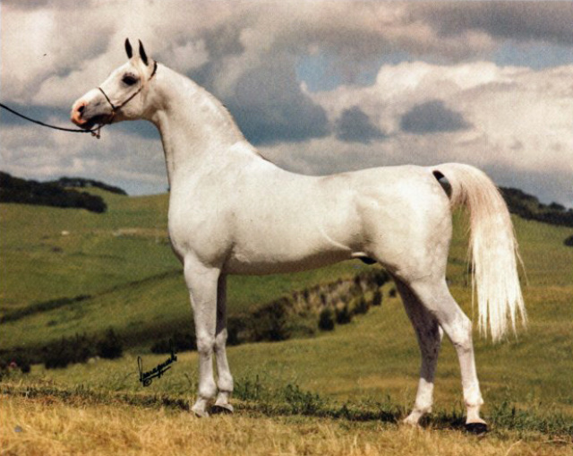 ANSATA SHAH ZAM (Ansata Shah Zaman x Ansata Sabiha by *Ansata Ibn Halima++)