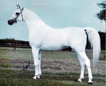 ANSATA EL NASERI  (Ansata Ibn Sudan x *Ansata Bint Bukra by Nazeer)