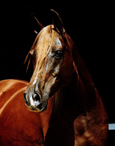 AL NAHR MONA LISA (*Ibn Moniet El Nefous x *Nagat by Antar)