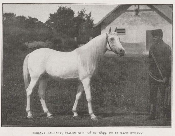 Siglavy Bagdady (Syrian  Saqlawi x Syrian Saqlawiyah) 1895. Purchased from Hazaim Pasha in 1902 for Babolna by Gen. Haddad (Fadlalah).