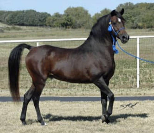 HAROU (Mah Hab x Aziza Bint Roufas by Roufas)