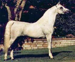 IMPERIAL IMPEROR (Ansata Imperial x Imperial Mistry by Mosry)