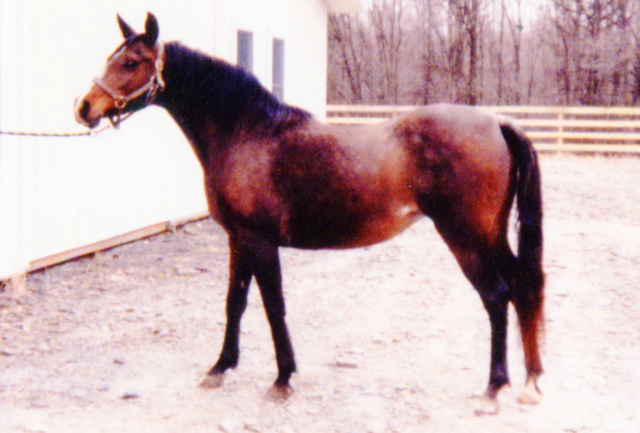Masada Saafa (Lothar x Masada El Aba) 1978 Dahmah Shahwaniyah 