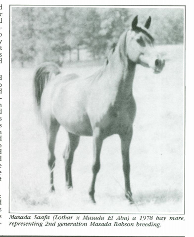Masada Saafa (Lothar x Masada El Aba) 1978 Dahmah Shahwaniyah. Her only replacement is Almoraima El Cid 