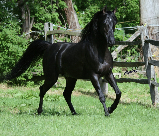 Hu Shameer at Hughes Arabians, USA.