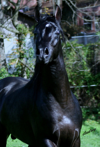Hu Shameer at Hughes Arabians, USA.