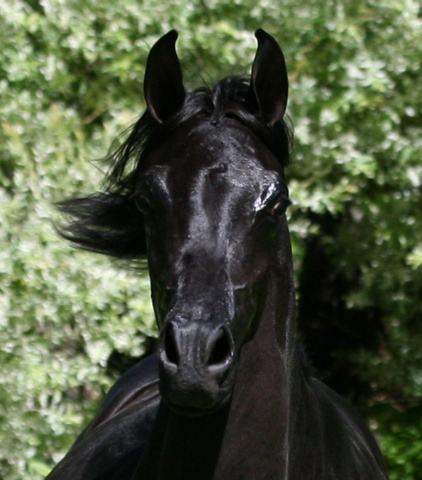 Hu Jasameenna at Hughes Arabians, USA.