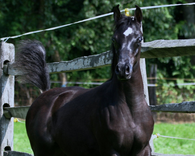 Hu Lakaria at Hughes Arabians, USA