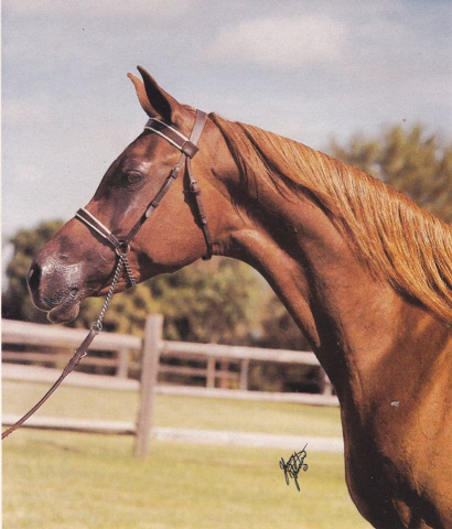 Dawlat (Anter x Shahrzada) 1961 Hadbah Enzahiyah