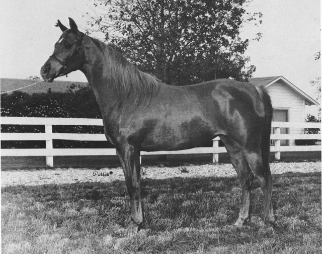 Dawlat (Anter x Shahrzada) 1961 Hadbah Enzahiyah