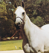 <b>Description: </b>Nagat     Antar x Abla  imported from Egypt in 1965<br/>