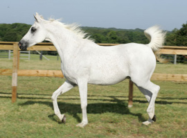 <b>Description: </b>MB Monetta   Noris x Ali Monet<br/>
