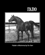 <b>Description: </b>FABO Fabah x Misimma by Fa-Serr<br/>