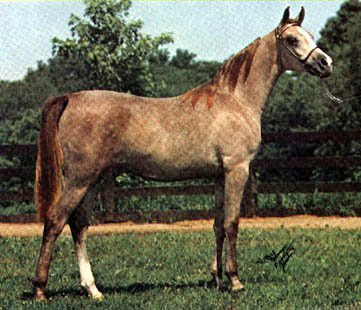 AK MONAREENA  *Ibn Moniet El Nefous x Maarena by Fabah