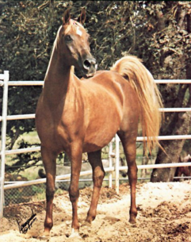 BINT BINT EL SAMRAA  (Sid Abouhom x Bint El Samraa by Mekdam)