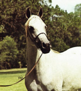<b>Description: </b>*NAGAT (Anter/Antar x Abla by Nazeer)<br/><b>Copyright: </b>Polly Knoll Photography