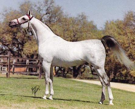 ANSATA EL ARABI  (*Ansata Ibn Halima x Maarqada by Fabah)