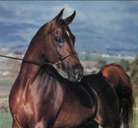 <b>Description: </b>BADR (Ikhnatoon x Sameeha)<br/><b>Copyright: </b>Polly Knoll Photography
