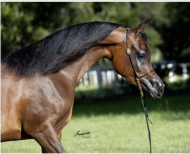 <b>Description: </b>TF EXOTIKAH (Botswana x EAI Etheena by Safeen)<br/><b>Copyright: </b>Suzanne Sturgill 
