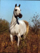 <b>Description: </b>IMPERIAL SHARHA (Ansata Imperial x Serenity Shahra by Anter/Antar)<br/>