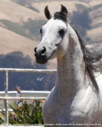 <b>Description: </b>Aziz Ibn Hadban MH (Hadban Al Shaqab x Binte Aziza MH)<br/><b>Copyright: </b>Emmert photo June 24.24 www.alabbasiyah.com