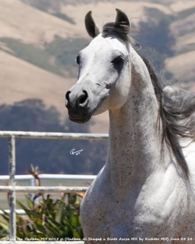 Aziz Ibn Hadban MH (Hadban Al Shaqab x Binte Aziza MH)