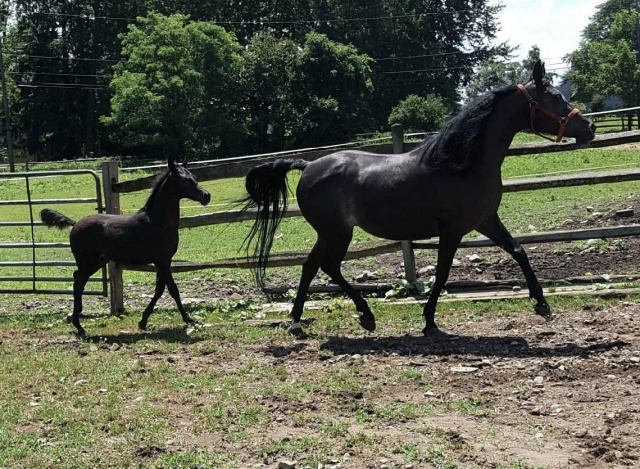 amateur snapshot of Hu Nyiisha & colt
