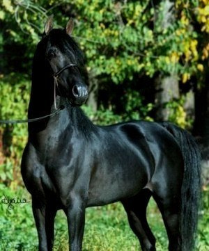 Ruala Kaleef at Hughes Arabians, USA.