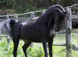 <b>Description: </b>Ruala Kaleef at Hughes Arabians, USA.<br/><b>Copyright: </b>Photo by Audrey