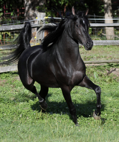 Hu Jahmeel at Hughes Arabians, USA