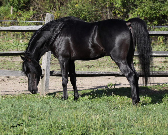 Hu Jahmeel at Hughes Arabians, USA