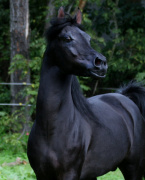 <b>Description: </b>Hu Sharem El Saud at Hughes Arabians, USA<br/><b>Copyright: </b>Photo by Audrey