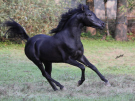 <b>Description: </b>Hu Saud Ameen at Hughes Arabians, USA<br/><b>Copyright: </b>Photo by Audrey