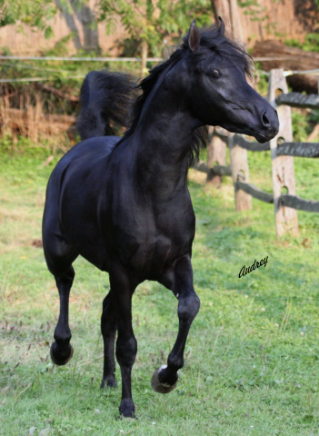 Hu Saud Azeem at Hughes Arabians, USA