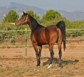 <b>Description: </b>Johara Al Abbasiyah (Lebinon Al Shaqab x Jei-laya Al Abbasiyah)<br/><b>Copyright: </b>Judi Parks photo alabbasiyah11@gmail.com