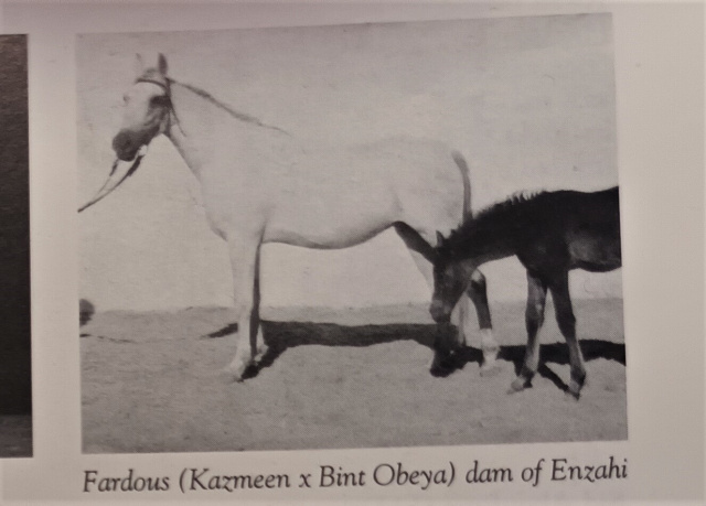 Fardous (Kazmeen x Bint Obeya) 1925 Dahmah Shahwaniyah
