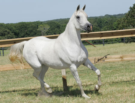 JPJ Taletta   MB Talman x MB Monetta