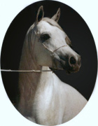 <b>Description: </b>EL MASRI AMIR (The Egyptian Prince x Dars Hideeba by Hamza)<br/>