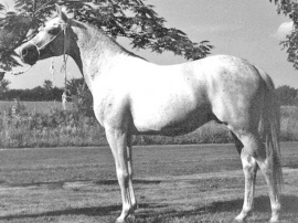 <b>Description: </b>Laertes (Aramis x Dharebah) 1962 Kuhaylan Hiaifi<br/>