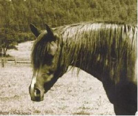 <b>Description: </b>BINT DAHMA (El Sareei x Dahma II by Nazeer)<br/>