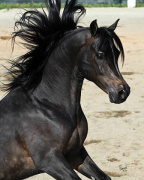 <b>Description: </b>IMPERIAL SHEHAAB (*Ibn Safinez x MB Mazaraa by Imperial Madheen)<br/>