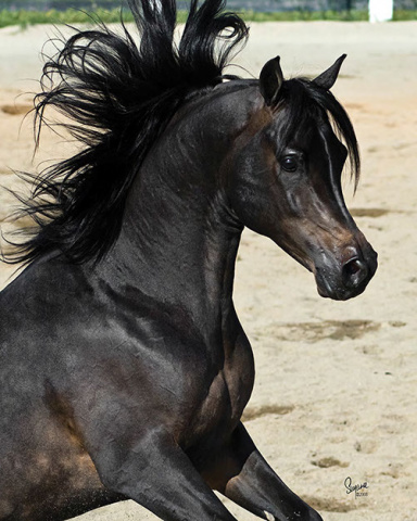 IMPERIAL SHEHAAB (*Ibn Safinez x MB Mazaraa by Imperial Madheen)