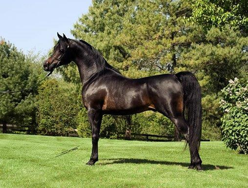 IMPERIAL SHEHAAB (*Ibn Safinez x MB Mazaraa by Imperial Madheen)