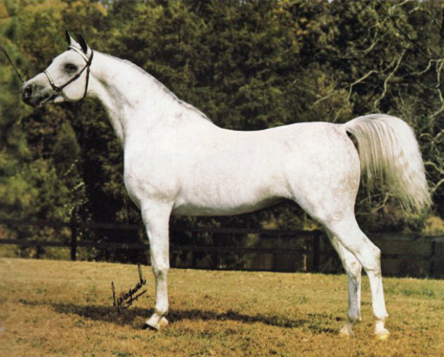 AK SUDAN MONIET (Ansata Ibn Sudan x Al Nahr Mona Lisa by *Ibn Moniet El Nefous)