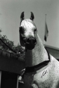 <b>Description: </b>ANSATA NILE PASHA (Jamilll x Ansata Nile Dream by Ansata Ibn Sudan)<br/>