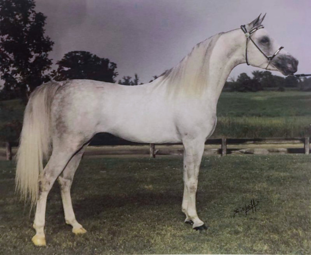 ANSATA EL MABROUK (*Ansata Ibn Halima++ x Ansata Damietta by Ansata Shah Zaman)